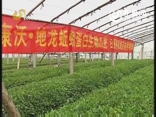 一芽一叶总关“钱”