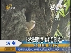济南：明湖畔来新客 戴胜鸟成明星
