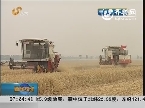 山东：小麦开机收获 夏粮生产十连增成定局