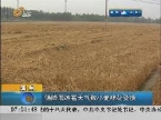 滨州强降雨冰雹天气致小麦棉花受损