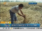 淄博近300个村麦田受灾 幸亏入了保险