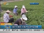 淄博高青：芹菜丰产不丰收 产销模式需转型