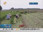 淄博高青：数千亩芹菜滞销 价格暴跌农民愁