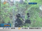惊险！黑熊“越狱”爬出窝 众人合力齐追捕