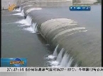 枣庄：南水北调滕州段惊现“鲤鱼跳龙门”