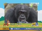 纪录片：黑猩猩