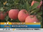 栖霞：15亿公斤苹果上市 有机艺术苹果受欢迎