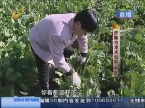 济南：自家菜园蔬菜烂在地里 村民怀疑农药厂污染？