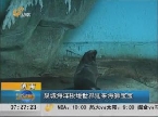 济南：泉城海洋极地世界迎来海狮宝宝
