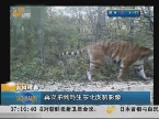 吉林珲春：再次拍到野生东北虎豹影像