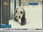 烟台：动物园里趣事多 大熊猫玩得欢