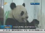 动物过节：济南国宝大熊猫入驻 菏泽斗羊比赛欢乐多
