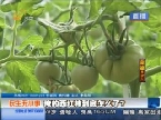 民生无小事：西红柿长成樱桃般大小？
