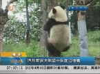 雅安：四川雅安大熊猫平安度过地震