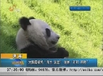 济南：大熊猫取名“川云 泉虎” 昵称“叮叮 咚咚”