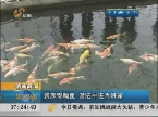 济南商河：贵族锦鲤鱼 游到平常百姓家
