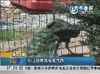 宁波：幼儿园养孔雀惹民怨