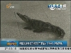 鳄鱼现身黑龙江绥芬河市客运站 吓坏众人终被制服