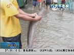 厦门：台风过后城区积水 市民“浑水摸鱼”收获丰