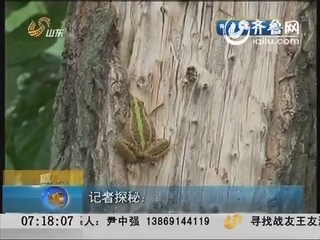威海 记者探秘：青蛙纷纷上树为哪般