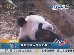 新加坡：旅新大熊猫挑战热带产子