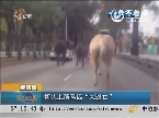 墨西哥：街头上演马匹“大逃亡”