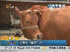 青岛：大黄牛“回家”记