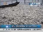 武汉：百里府河漂死鱼 年年治为何仍污染？
