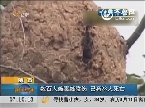 陕西：数百人被毒蜂蜇伤 已有28人死亡
