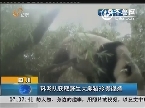 四川：科考队获取野生大熊猫珍贵视频