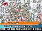 “山地红”糖心苹果采摘文化节沂源开幕