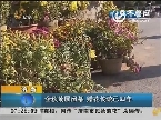 济南：金秋菊展闭幕 赠花传统已四年