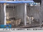 济南：无证犬流浪狗扰民 民警集中清理