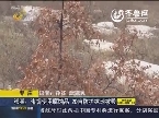 枣庄：张某违规使用腐蚀品 20亩防护林地被毁
