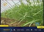 17城非常供求 滨州：50万斤有机韭菜待售