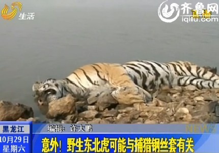 黑龙江：野生东北虎意外死亡 可能与捕猎钢丝套有关