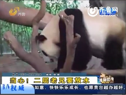 认栽！“以尿洗面”熊猫接着睡