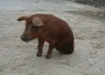 实拍：安徽“猪坚强” 用两条腿走路