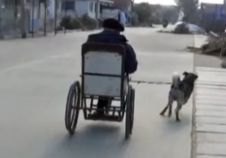山东莱西老汉坐轮椅 黄狗8年每日拉主人散心