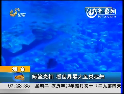 烟台：鲨鱼亮相 看世界最大鱼类起舞