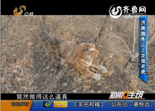 济南圆龟山上惊现“老虎”