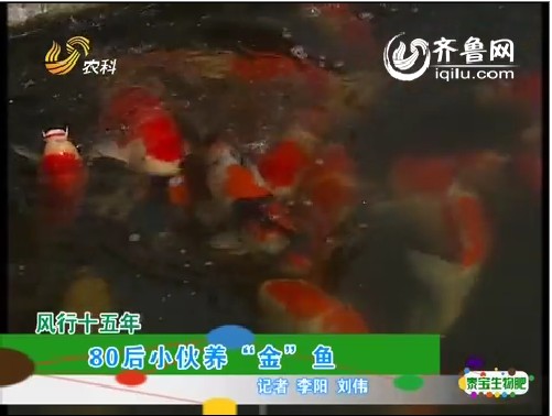 风行十五年：80后小伙养“金”鱼