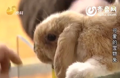 农科直播间：可爱的宠物兔