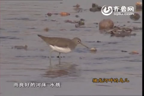 淄博电视台《猪龙河畔的鸟儿》