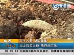 临沂：沂水大墓出土优美玉器 随葬品罕见