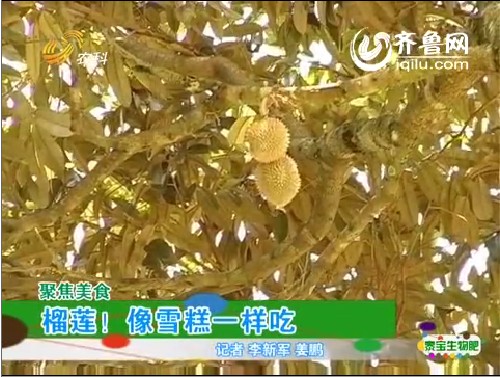 聚焦美食：榴莲！像雪糕一样吃