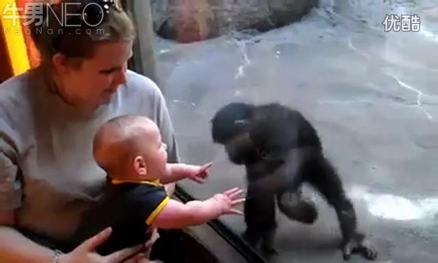 婴儿和黑猩猩行为交流