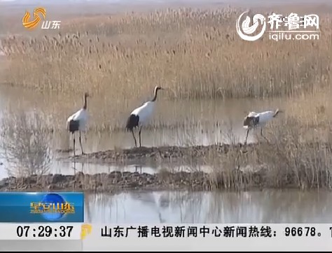 东营：黄河三角洲 迁徙鸟类陆续汇聚