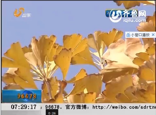 山东：百里黄河风景区 初冬赏叶正当时