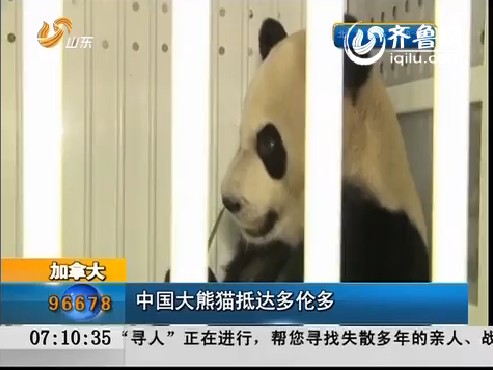 加拿大：中国大熊猫抵达多伦多